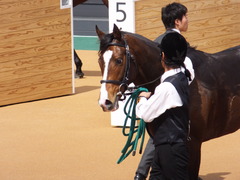 20150321 中山5R 3歳未勝利 ロジダーリング 16