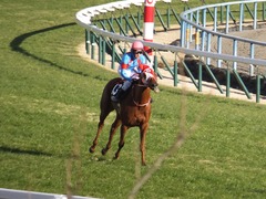 20170114 京都10R 北大路特別 4歳上牝馬1000万下 レーヌドブリエ 21