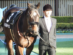 20180127 東京11R 白富士S(OP) マイネルサージュ 10