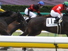 20170618 東京7R 33歳上500万下 ホウオウマリリン 14