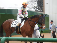 20190303 中山6R 3歳未勝利 ストレートパンチ 15