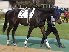 20170218 東京2R 3歳メイクデビュー タネノオー 04