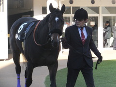 20160124 中山10R 東雲賞 マイネルサージュ 08