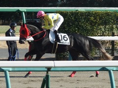 20190114 中山8R 4歳上(500) ノーザンクリス 13