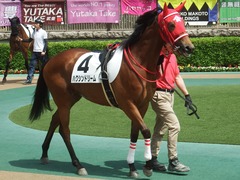 20190512 東京1R 3歳未勝利 ハクシンドリーム 02