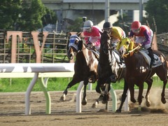 20180814 大井5R ミッドサマー賞 B1B2 プエルト 30