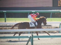 20181228 中山2R 2歳牝馬未勝利 パーフェクトワン 14