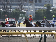 20150221 東京6R 4歳上500万下 マイネルグルマン 13