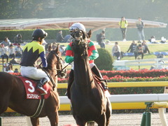 20171105 東京11R AR共和国杯(G2) マイネルサージュ 18
