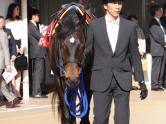 20150328 中山11R 日経賞(G2) ラブイズブーシェ 04