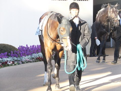 20160124 中山12R 4歳上1000万下 ロジダーリング 11
