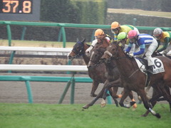 20190303 中山6R 3歳未勝利 ストレートパンチ 19