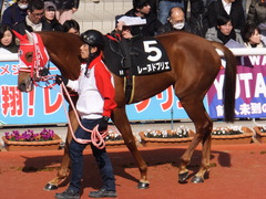 20170225 阪神9R 丹波特別(500) レーヌドブリエ 19