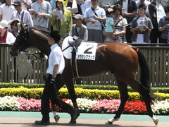 20140531 東京6R オウケンブラック 06
