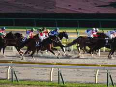 20141116 東京10R ショウナンアポロン 12