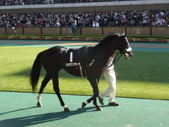 20131117 東京 ショウナンアチーヴ 06