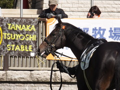 20150221 東京2R 3歳未勝利 コスモポッポ 05
