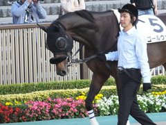 20141025 東京12R ゴールウェイ 03