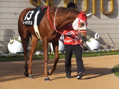 20170114 京都10R 北大路特別 4歳上牝馬1000万下 レーヌドブリエ 08