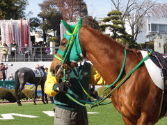 20140118 中山競馬場 ポッドコンジュ 11