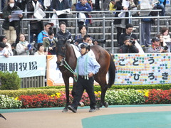 20141130 東京3R 2歳未勝利 トーセンカナロア 03