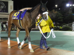 20141127 大井11R 勝島王冠(S3) ユーロビート 06