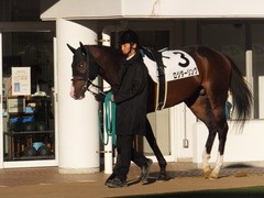 20160124 中山12R 4歳上1000万下 ロジダーリング 09