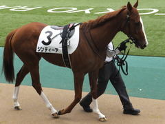 20150222 東京5R 3歳メイクデビュー シンディーア 05