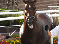 20160903 札幌競馬場 スクリーンヒーロー 07