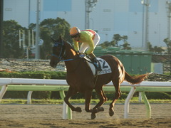 20181115 大井3R 2歳220万下 ドナアンブロージア 16