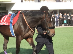 20190224 中山11R 中山記念(G2) マイネルサージュ 03