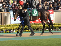 20150221 東京11R ダイヤモンドS(G3) ラブイズブーシェ 05