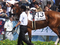 20170909 中山6R 3歳未勝利 プンメリン 07