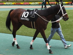 20141108 東京9R ショウナンアポロン 04
