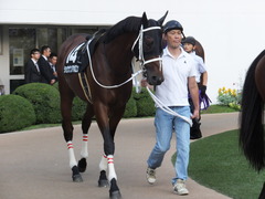 20151004 中山12R 内房S 3歳上1600万下 ショウナンアポロン 08