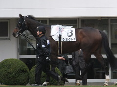 20151213 中山8R 3歳上500万下 ヴィルトグラーフ 03