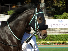 20171111 東京2R 2歳未勝利 ハッピーテーラー 05