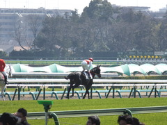 20140316 中山6R ショウナンラグーン 16