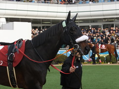 20150125 中山11R AJCC(G2) ショウナンラグーン 07