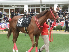 20190310 中山11R アネモネS 3歳牝馬OP オトナノジジョウ 20