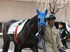 20170225 阪神4R 3歳未勝利 サテンドール 05