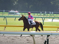 20151012 東京4R 2歳メイクデビュー ノーモアゲーム 16