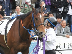 20161204 中山3R 2歳未勝利 メガポリゴン 12