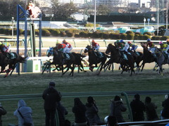 20140119 中山競馬場 ショウナンラグーン 15