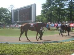 20120428 東京11R 青葉賞(G2)タムロトップステイ01