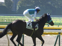 20161105 東京4R 2歳未勝利 アドマイヤシナイ 17