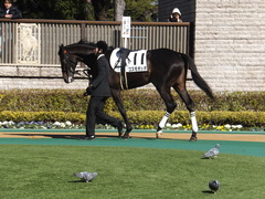 20150131 東京2R 3歳未勝利 コスモポッポ 02