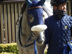 20180127 東京5R 3歳未勝利 ウェディングベール 13