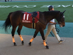 20161105 東京11R 京王杯2歳S(G2) コウソクストレート 05