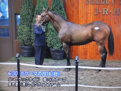 ラプーマの2016